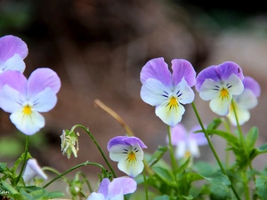 pansies, Flowers