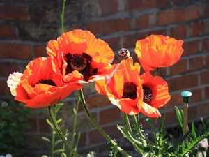 papavers, Flowers