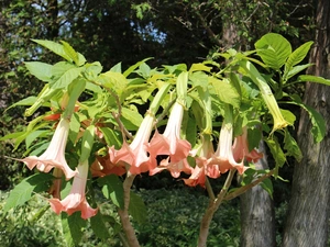 Orange, Arborescent, Park, Flowers, stramonium, trees, summer