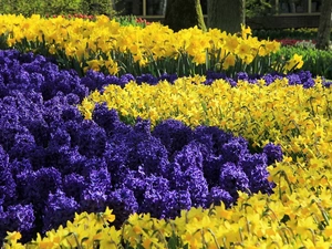 Park, Hyacinths, Daffodils, Flowers