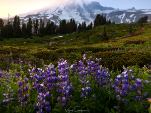 Stratovolcano Mount Rainier, Meadow, Mount Rainier National Park, Mountains, Washington State, The United States, lupine, Sunrise, Flowers