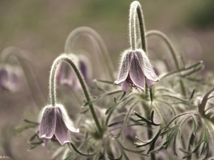 pasque, Flowers