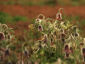 pasque, Flowers