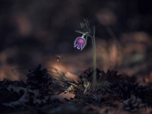 Leaf, Violet, drops, fuzzy, bee, Colourfull Flowers, pasque, background, dark, cones