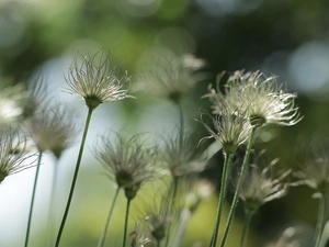 Flowers, fades, pasque