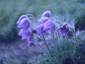 Flowers, purple, pasque