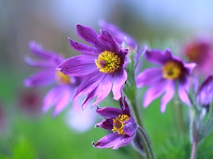 Flowers, purple, pasque