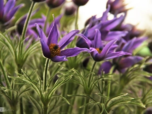 Flowers, purple, pasque