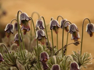 pasque, Flowers