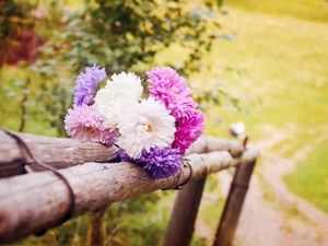 bouquet, Meadow, Astra, fence, summer, Flowers, Path