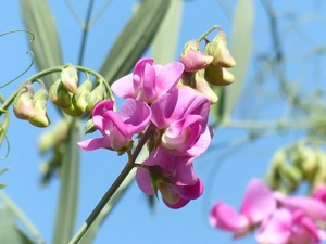 Flowers, Fragrant Peas