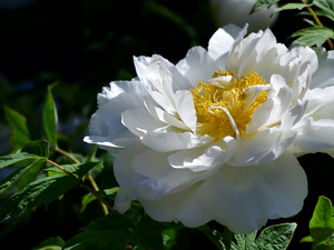 peony, White, Colourfull Flowers