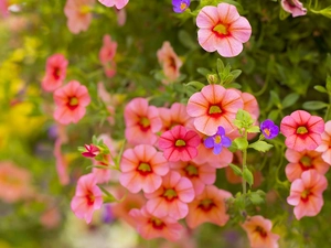 Flowers, petunia