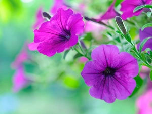 Flowers, Petunia