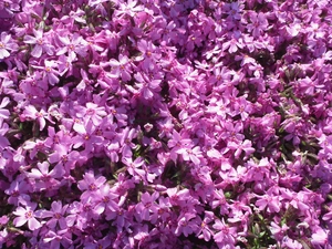 Flowers, phlox