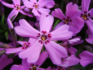 Flowers, Phlox