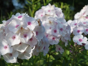 Flowers, phlox