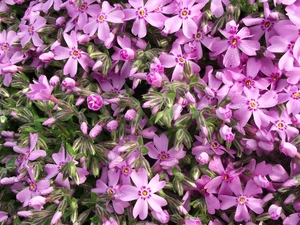 Flowers, phlox