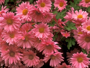 Pink, Flowers