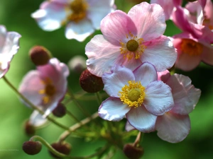 Pink, Japanese anemone, Flowers