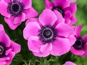 Pink, Anemones, Anemones, Flowers