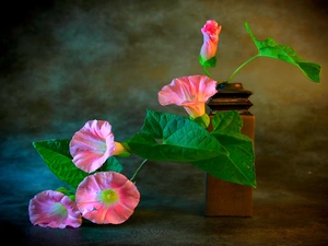 Flowers, bindweed, Pink