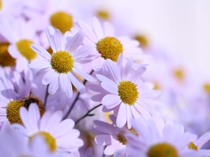 Flowers, Chrysanthemums, Pink