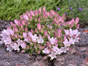 Pink, ringtones, cluster, Flowers