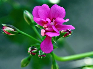 blur, geranium, Colourfull Flowers, Buds, Pink