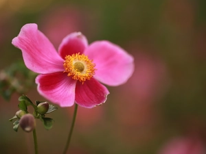 Japanese anemone, Colourfull Flowers, bud, Pink