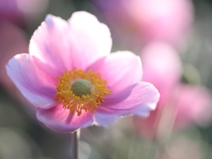 Japanese anemone, Colourfull Flowers, rapprochement, Pink