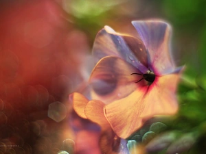 Pink, phlox, Colourfull Flowers