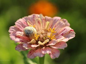 snail, shell, Colourfull Flowers, zinnia, Pink