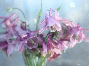 Flowers, Columbines, Pink