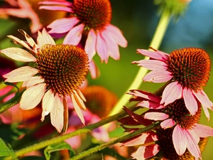 Flowers, echinacea, Pink