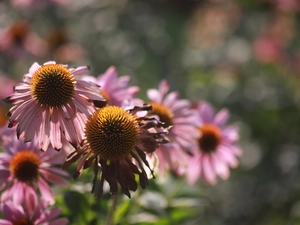 Pink, rapprochement, echinacea, Flowers