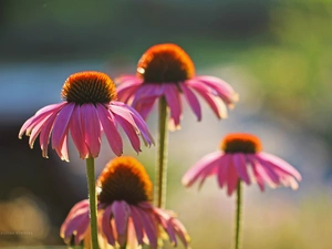 Flowers, echinacea, Pink