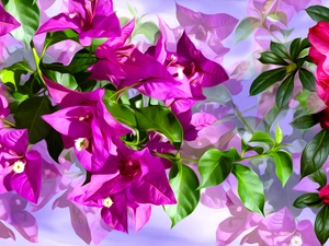 Pink, Bougainvillea, graphics, Flowers