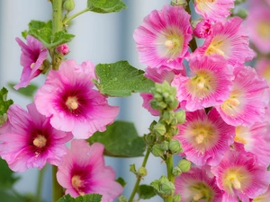 Flowers, Hollyhocks, Pink