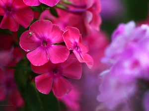 Flowers, phlox, Pink