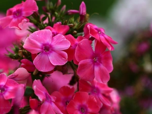 Flowers, hydrangeas, Pink