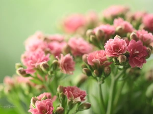 Pink, potted, Kalanchoe, Flowers