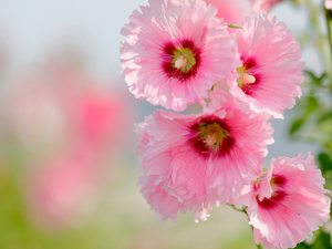 Pink, mallow, Leaf, Flowers