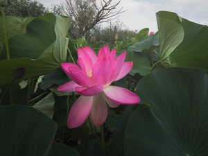 Colourfull Flowers, Pink, Leaf, lotus
