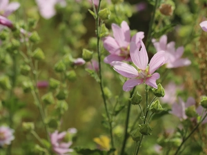 Flowers, Mallow, Pink