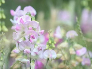 Flowers, peas, Pink