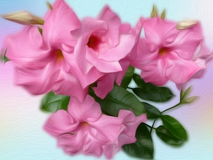 Flowers, petunia, Pink