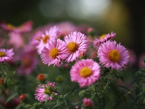 Pink, Astra, rapprochement, Flowers