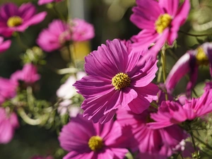 Pink, Cosmos, rapprochement, Flowers