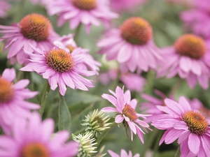 Pink, echinacea, rapprochement, Flowers